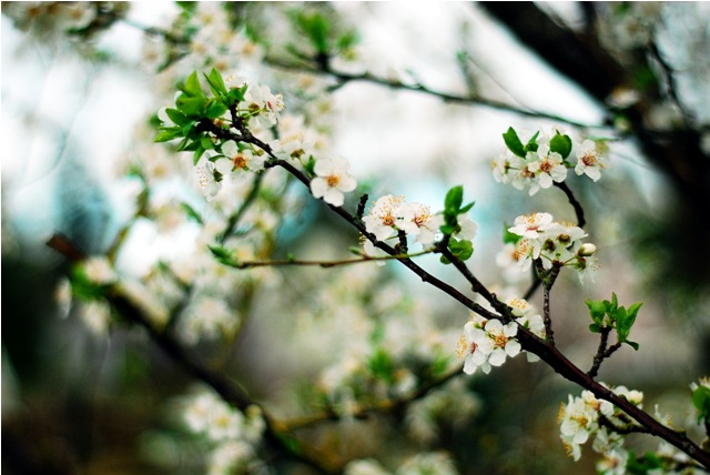 Cherry Blossoms View Royal